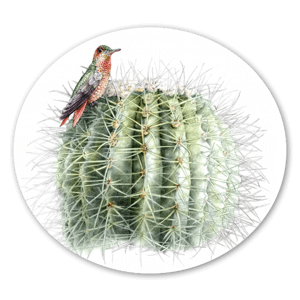 Un sticker d'une très belle illustration de cactus.