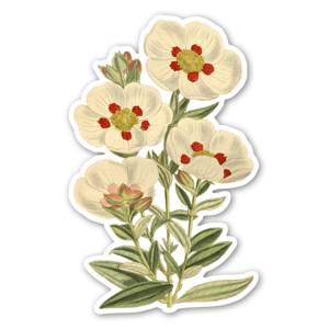 Sticker fleurs blanches vintage