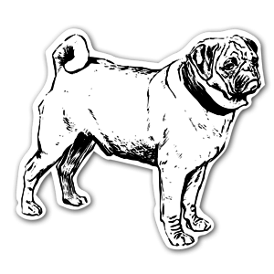 Stickers bulldog adulte en noir et blanc.